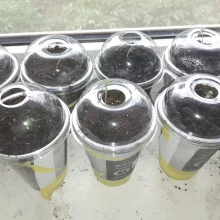 Auto AK 47 Feminised Monster Cannabis