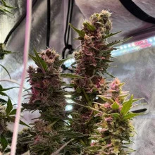 Auto White Widow Feminised Monster Cannabis