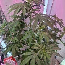 Auto Super Skunk Feminised Gold