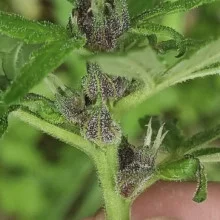 Auto Big Bang Feminised