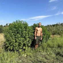 White Widow feminised