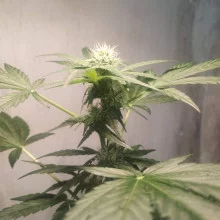 Auto Big Bang Feminised