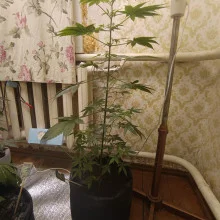 Ak 47 feminised