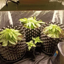 Auto Super Skunk Feminised