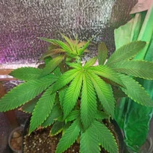 Blueberry feminised Monster Cannabis