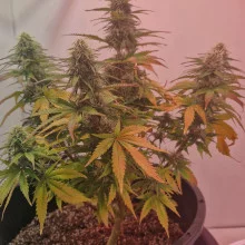 Auto Opium Feminised