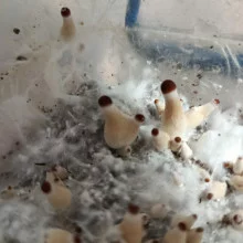 Psilocybe Cubensis spore Pink Buffalo