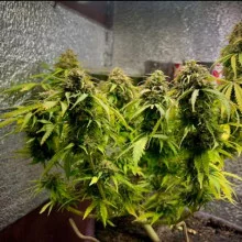 Auto White Widow Feminised Monster Cannabis