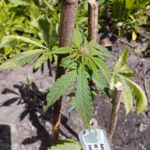 Auto AK 47 Feminised