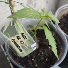 Auto AK 47 Feminised Monster Cannabis