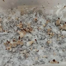 Psilocybe Cubensis spore Pink Buffalo