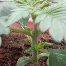 Лютий Напас Auto fem