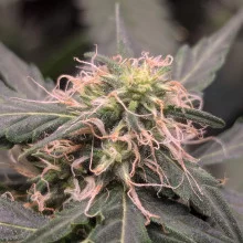 Auto Mazar Feminised