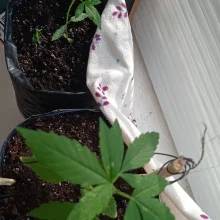 Ak 47 feminised