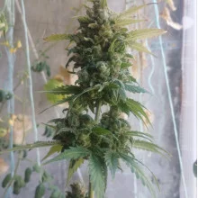 Auto AK 47 Feminised