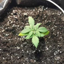 Early Amnesia CBD Feminised