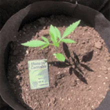 Auto AK 47 Feminised Monster Cannabis
