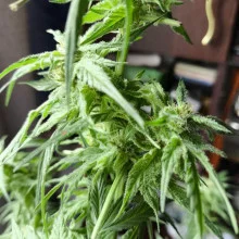 Auto Big Bang Feminised