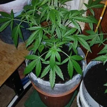 Auto Tutankhamon Feminised