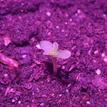 Auto AK 47 Feminised Monster Cannabis