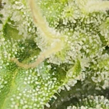 Auto White Widow Feminised Monster Cannabis