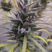 Auto Big Bang Feminised