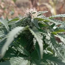 White Widow feminised