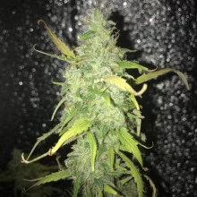 Auto Afgan Kush Feminised
