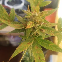 Auto AK 47 Feminised