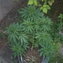 Ak 47 feminised