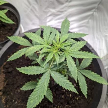 Auto Mazar Feminised