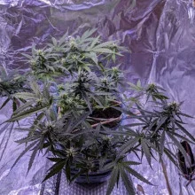 Auto AK 47 Feminised Monster Cannabis