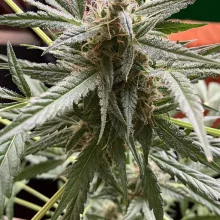 Auto AK 47 Feminised