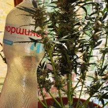 Auto Big Bang Feminised