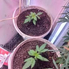 Auto Pablo Escobar Feminised