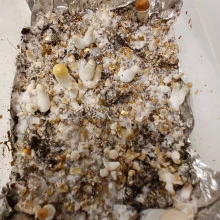 Psilocybe Cubensis spore Orissa