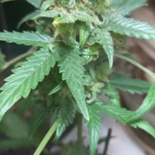 Auto Gagarin Feminised