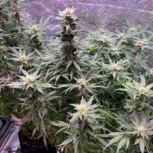 Auto White Widow Feminised Monster Cannabis