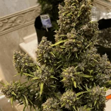 Auto Big Bang Feminised