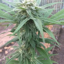 Cocaine Feminised