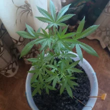 Auto Amnesia Feminised