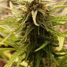 Auto Big Bang Feminised