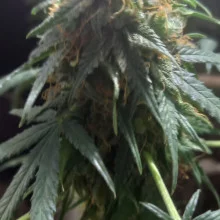 Auto Gagarin Feminised