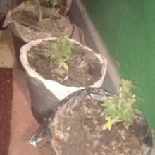 Auto Big Bang Feminised