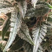Auto AK 47 Feminised