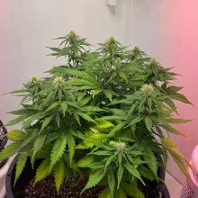 Auto Opium Feminised