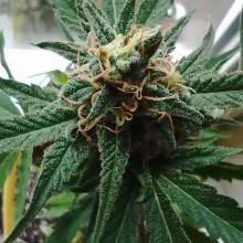 Auto AK 47 Feminised