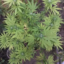 Glueberry OG feminised