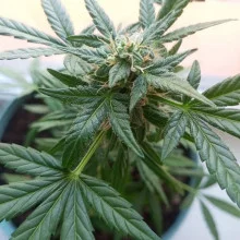 Auto AK 47 Feminised