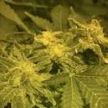 Afghan Kush feminised